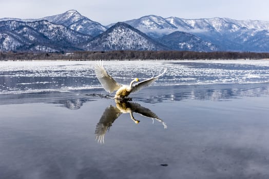 The swans in the Lake Kussharo of Shiretoko in Hokkaido, Japan.