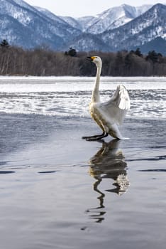 The swans in the Lake Kussharo of Shiretoko in Hokkaido, Japan.