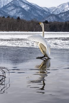 The swans in the Lake Kussharo of Shiretoko in Hokkaido, Japan.