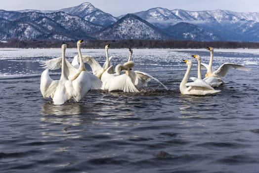 The swans in the Lake Kussharo of Shiretoko in Hokkaido, Japan.