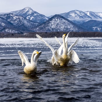 The swans in the Lake Kussharo of Shiretoko in Hokkaido, Japan.