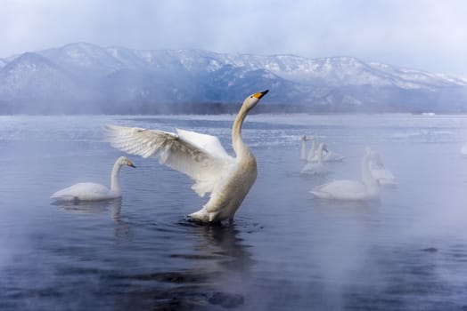 The swans in the Lake Kussharo of Shiretoko in Hokkaido, Japan.