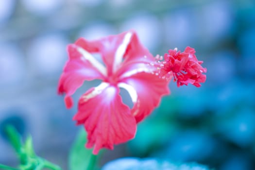 One Chaba flower (Hibiscus rosa-sinensis) chinese rose, red color, moving upward, blooming in morning sunlight in isolated background. Cool winter film look, With copy space room for text on right.