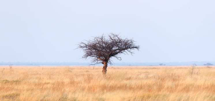Thorn tree in the middle of the Kalahari, Botswana