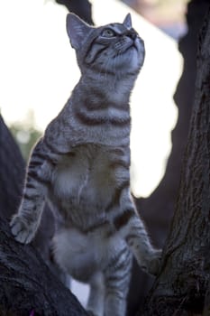 A striped kitten with a funny little face on a walk climbs a tree in the garden. Closeup photo.