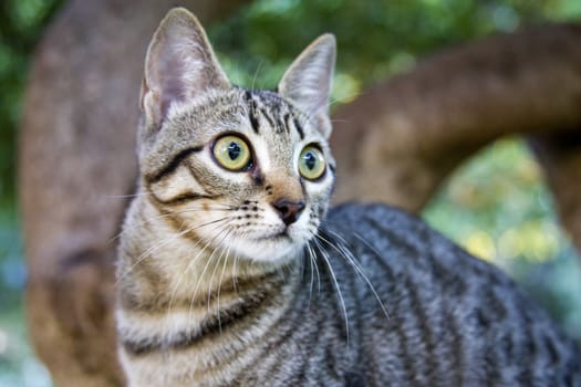A striped kitten with a funny face on a walk climbs a tree in the garden. Closeup photo with beautiful blurred background