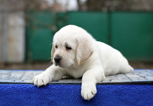 the little yellow labrador puppy sitting on blue background
