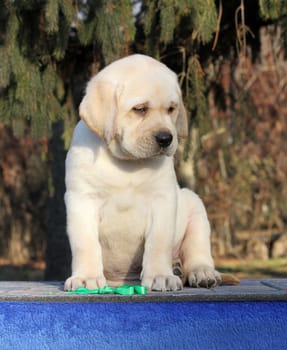 a little yellow labrador puppy sitting on blue background