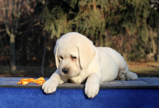 the sweet little yellow labrador puppy sitting on blue background