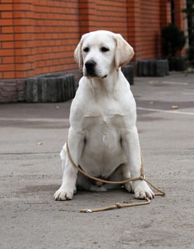 a yellow labrador sitting in the park