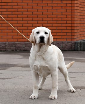 the yellow labrador sitting in the park