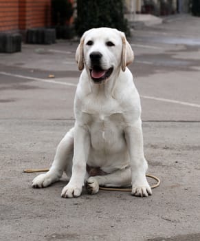 yellow labrador sitting in the park