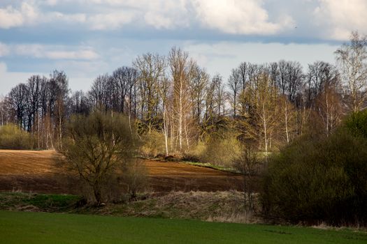 Plowed field with trees on the back, against a blue sky. Spring landscape with cornfield, wood and cloudy blue sky. Classic rural landscape in Latvia.