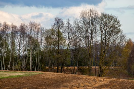 Plowed field with trees on the back, against a blue sky. Spring landscape with cornfield, wood and cloudy blue sky. Classic rural landscape in Latvia.