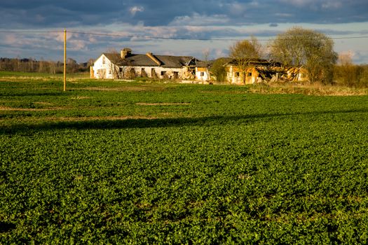 Green field with cereal and old farm house on the back, against a blue sky. Spring landscape with cornfield, wood and cloudy blue sky. Classic rural landscape in Latvia.