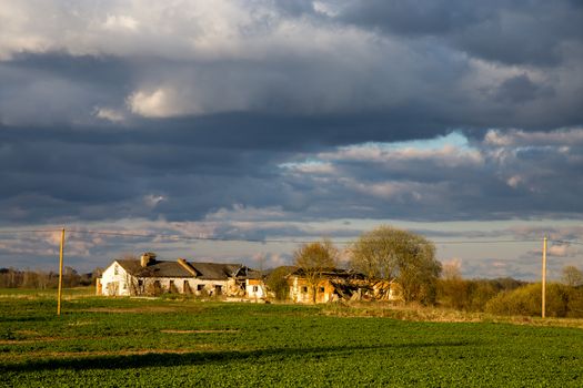 Green field with cereal and old farm house on the back, against a blue sky. Spring landscape with cornfield, wood and cloudy blue sky. Classic rural landscape in Latvia.