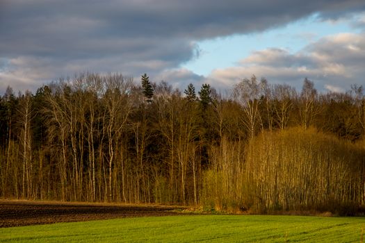Green field with cereal and forest on the back, against a blue sky. Spring landscape with cornfield, wood and cloudy blue sky. Classic rural landscape in Latvia.