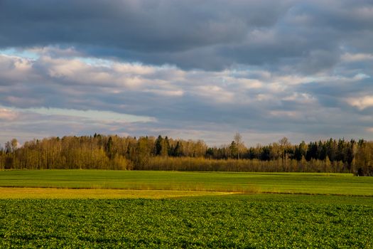 Green field with cereal and forest on the back, against a blue sky. Spring landscape with cornfield, wood and cloudy blue sky. Classic rural landscape in Latvia.