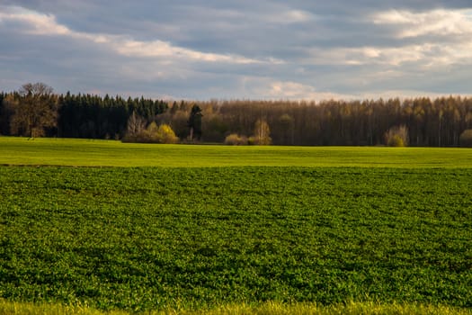 Green field with cereal and forest on the back, against a blue sky. Spring landscape with cornfield, wood and cloudy blue sky. Classic rural landscape in Latvia.