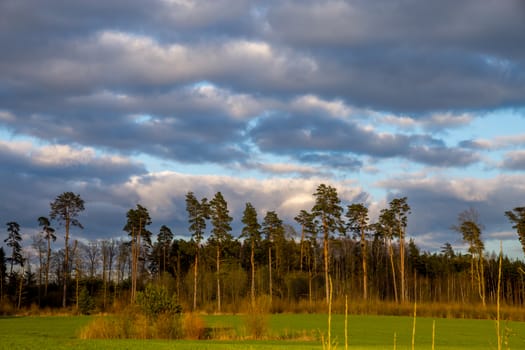 Green field with cereal and pine trees on the back, against a blue cloudy sky. Spring landscape with cornfield, wood and cloudy blue sky. Classic rural landscape in Latvia.