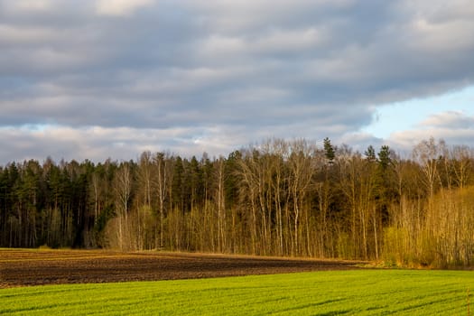 Green field with cereal and forest on the back, against a blue sky. Spring landscape with cornfield, wood and cloudy blue sky. Classic rural landscape in Latvia.
