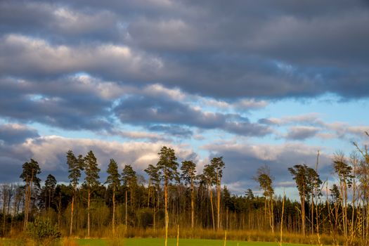 Green field with cereal and pine trees on the back, against a blue cloudy sky. Spring landscape with cornfield, wood and cloudy blue sky. Classic rural landscape in Latvia.
