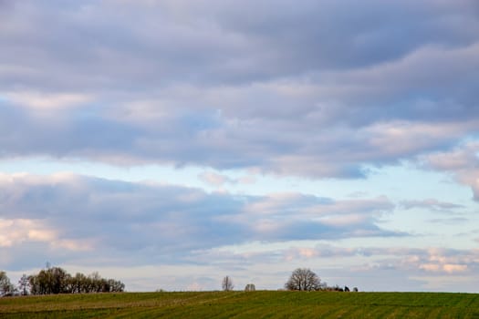 Green field with cereal against a blue sky. Spring landscape with cornfield, wood and cloudy blue sky. Classic rural landscape in Latvia.