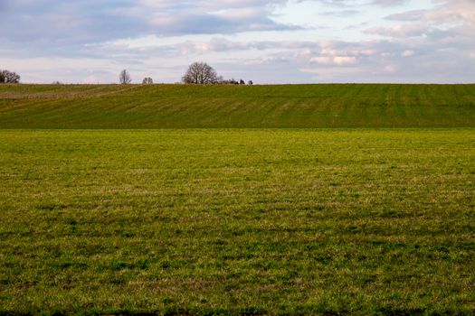 Green field with cereal against a blue sky. Spring landscape with cornfield, wood and cloudy blue sky. Classic rural landscape in Latvia.