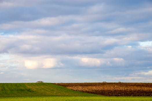Plowed field with cereal against a blue sky.. Spring landscape with cornfield and cloudy blue sky. Classic rural landscape in Latvia.
