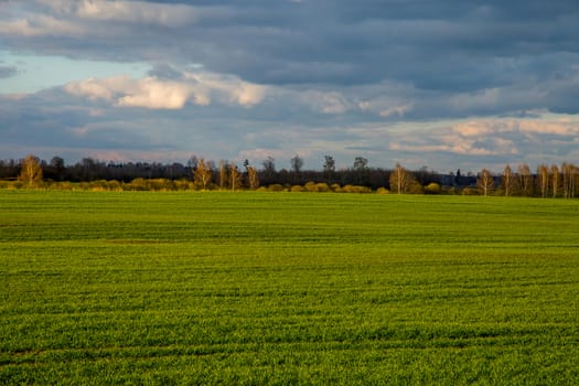 Green field with cereal and forest on the back, against a blue sky. Spring landscape with cornfield, wood and cloudy blue sky. Classic rural landscape in Latvia.