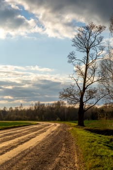 Summer landscape with empty rural road, tree and blue sky.  Classic rural landscape in Latvia. 