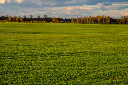 Green field with cereal and forest on the back, against a blue sky. Spring landscape with cornfield, wood and cloudy blue sky. Classic rural landscape in Latvia.