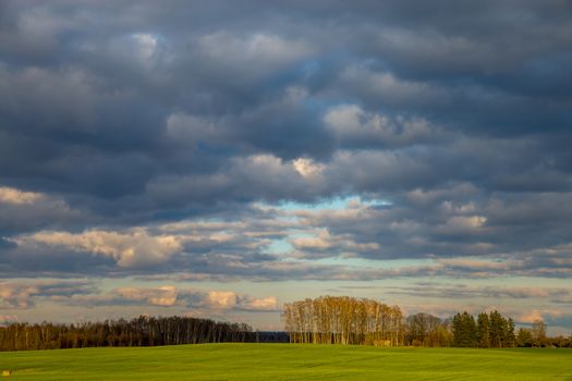 Green field with cereal and trees on the back, against a blue sky. Spring landscape with cornfield, wood and cloudy blue sky. Classic rural landscape in Latvia.