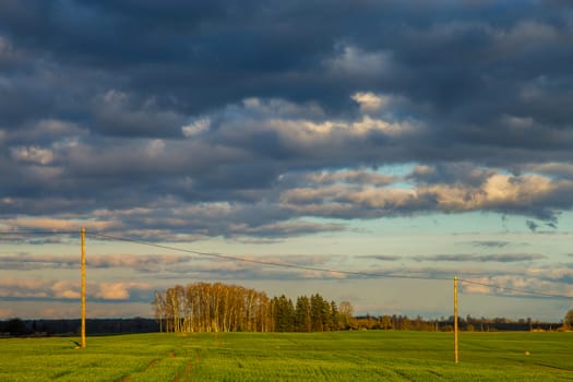 Green field with cereal and trees on the back, against a blue sky. Spring landscape with cornfield, wood and cloudy blue sky. Classic rural landscape in Latvia.