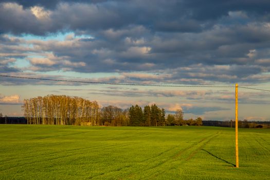 Green field with cereal and trees on the back, against a blue sky. Spring landscape with cornfield, wood and cloudy blue sky. Classic rural landscape in Latvia.