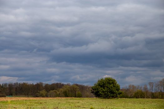 Green field with cereal and trees on the back, against a blue sky. Spring landscape with cornfield, wood and cloudy blue sky. Classic rural landscape in Latvia.