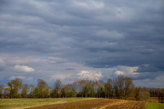 Plowed field with cereal and trees on the back, against a blue sky. Spring landscape with cornfield, wood and cloudy blue sky. Classic rural landscape in Latvia.