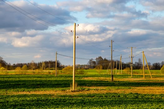 Green field with electricity poles and trees on the back, against a blue sky. Spring landscape with cornfield, wood and cloudy blue sky. Classic rural landscape in Latvia.