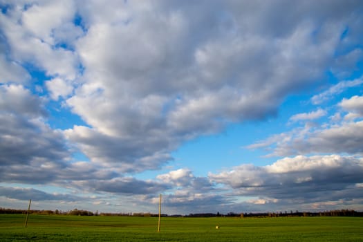 Green field with cereal and trees on the back, against a blue cloudy sky. Spring landscape with cornfield, wood and cloudy blue sky. Classic rural landscape in Latvia.
