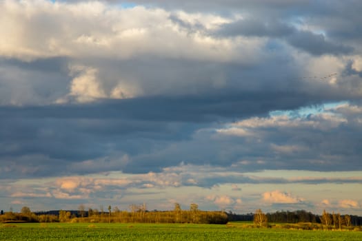 Green field with cereal and trees on the back, against a cloudy blue sky. Spring landscape with cornfield, wood and cloudy blue sky. Classic rural landscape in Latvia.