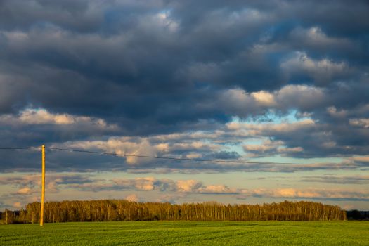 Green field with cereal and trees on the back, against a cloudy blue sky. Spring landscape with cornfield, wood and cloudy blue sky. Classic rural landscape in Latvia.