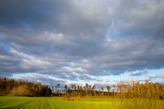 Green field with cereal and trees on the back, against a blue cloudy sky. Spring landscape with cornfield, wood and cloudy blue sky. Classic rural landscape in Latvia.