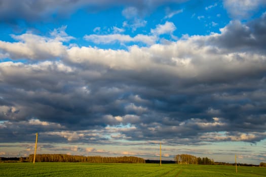 Green field with cereal and trees on the back, against a blue cloudy sky. Spring landscape with cornfield, wood and cloudy blue sky. Classic rural landscape in Latvia.