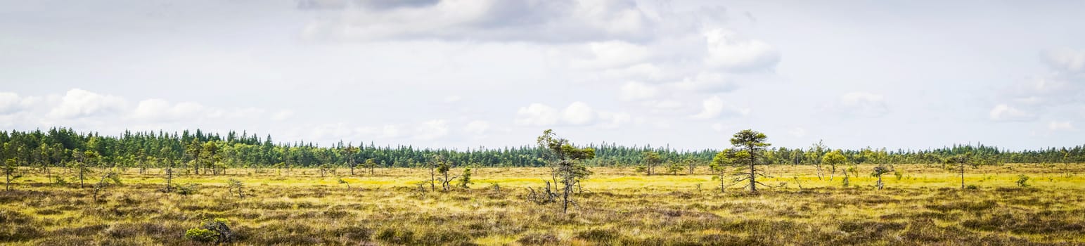 Dry plains with pine trees in a panorama landscape in the summer