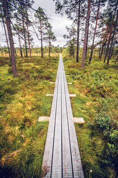 Trail of planks in a Scandinavian forest in the summer
