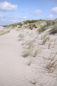 Lyme grass on a Scandinavian beach with sand dunes in the summer under a blue sky