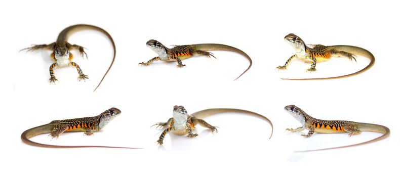 Group of butterfly agama lizard (Leiolepis Cuvier) isolated on a white background.  Reptile. Animal.