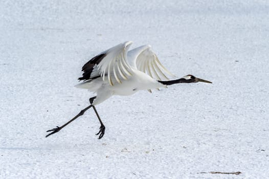 The Red-crowned Crane in Tsurui Ito Tancho Crane Senctuary of Hokkaido, Japan.