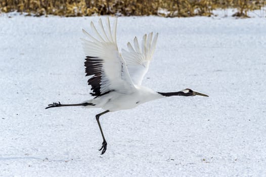 The Red-crowned Crane in Tsurui Ito Tancho Crane Senctuary of Hokkaido, Japan.