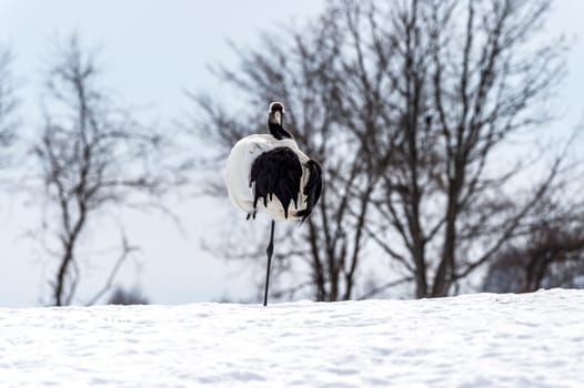 The Red-crowned Crane in Tsurui Ito Tancho Crane Senctuary of Hokkaido, Japan.